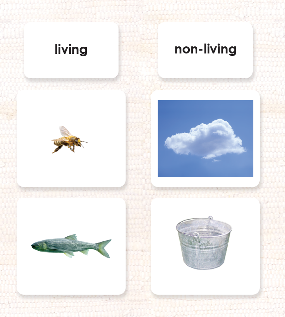 Living/Non-Living Sorting - Maitri Learning