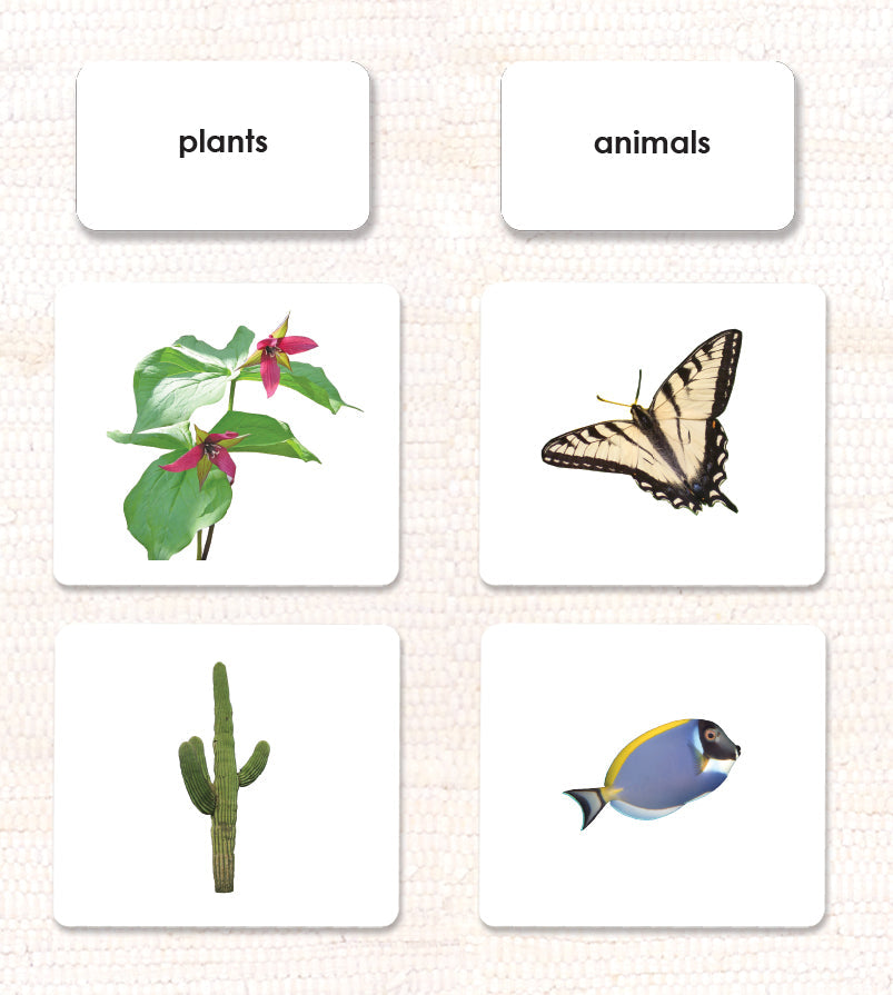 Spanish Plant/Animal Sorting - Maitri Learning
