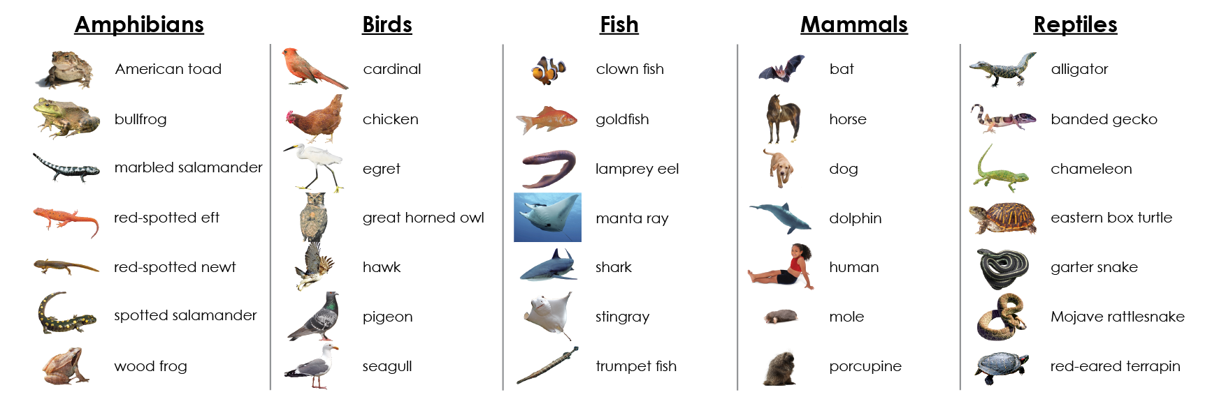 Spanish Vertebrate Classes Sorting - Maitri Learning