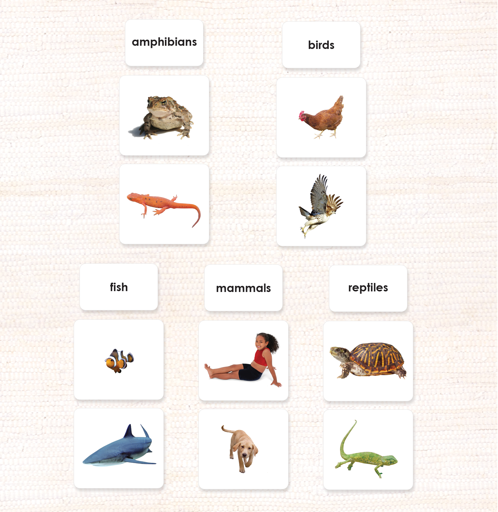 Spanish Vertebrate Classes Sorting - Maitri Learning