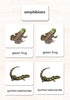 Amphibians 3-Part Reading
