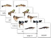 Vertebrates 3-Part Zoology Starter Set - Maitri Learning