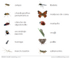 Imperfect Spanish Insects 3-Part Cards