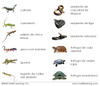 imperfect Spanish Reptiles 3-Part Cards