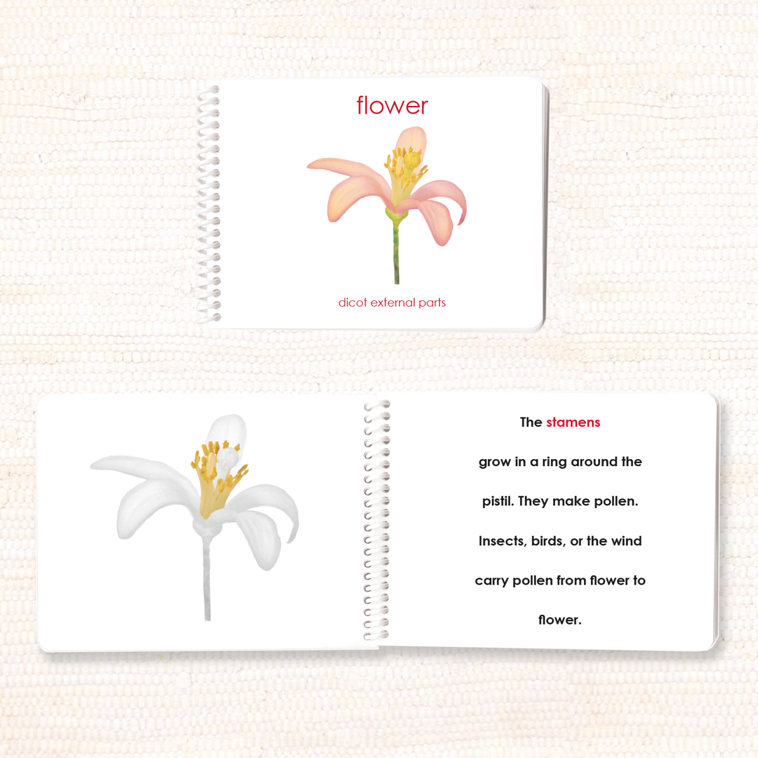 Parts of the Flower (Dicot) Book