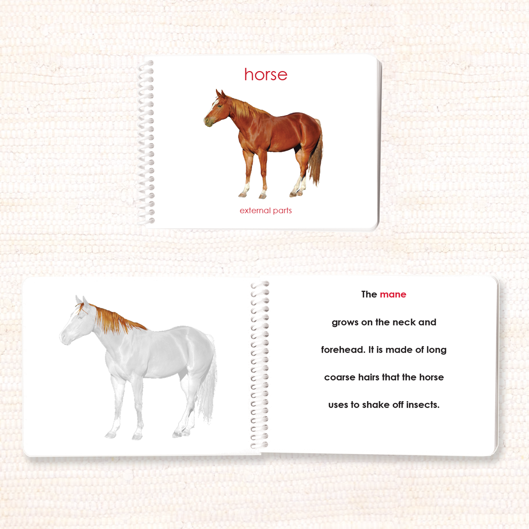 Parts of the Horse Book