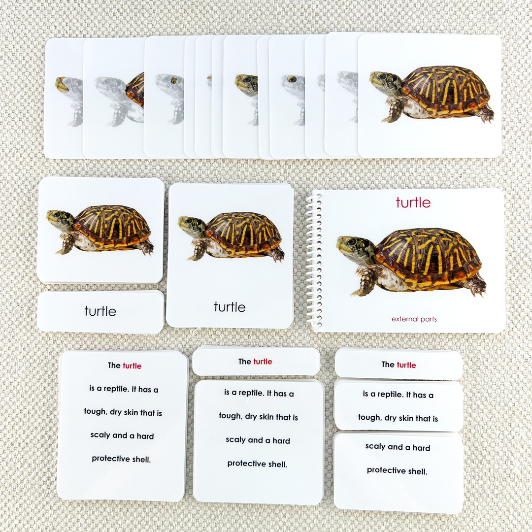 turtle section complete! Images High Quality Grahic spoturtl.png?v=1753824609&width=2048