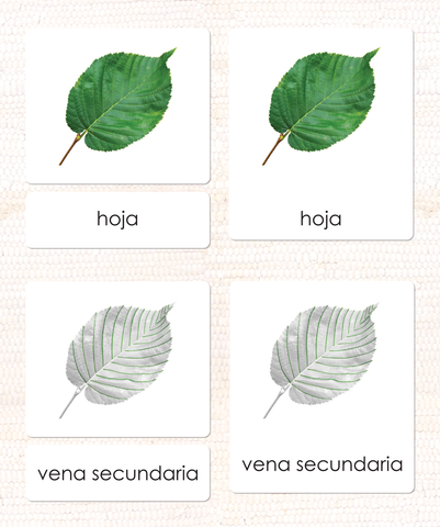 Imperfect Spanish Parts of the Leaf 3-Part Cards
