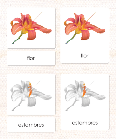 Imperfect Spanish Parts of the Flower (Monocot) 3-Part Cards