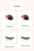 Imperfect Spanish Insects 3-Part Cards