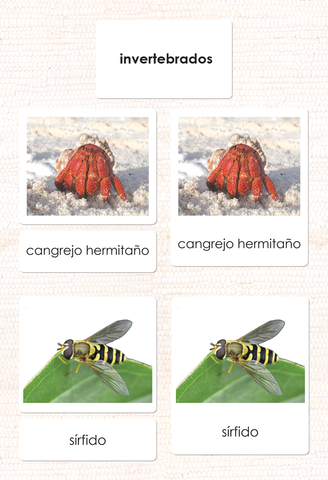 Spanish Invertebrates 3-Part Cards