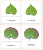 Cardstock Leaf Shapes (Botany Cabinet) 3-Part Reading