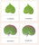 Cardstock Leaf Shapes (Botany Cabinet) 3-Part Reading