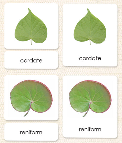 Imperfect Leaf Shapes (Botany Cabinet) 3-Part Reading - Maitri Learning