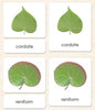 Leaf Shapes Book & Card Set