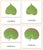 Leaf Shapes (Botany Cabinet) 3-Part Reading - Maitri Learning