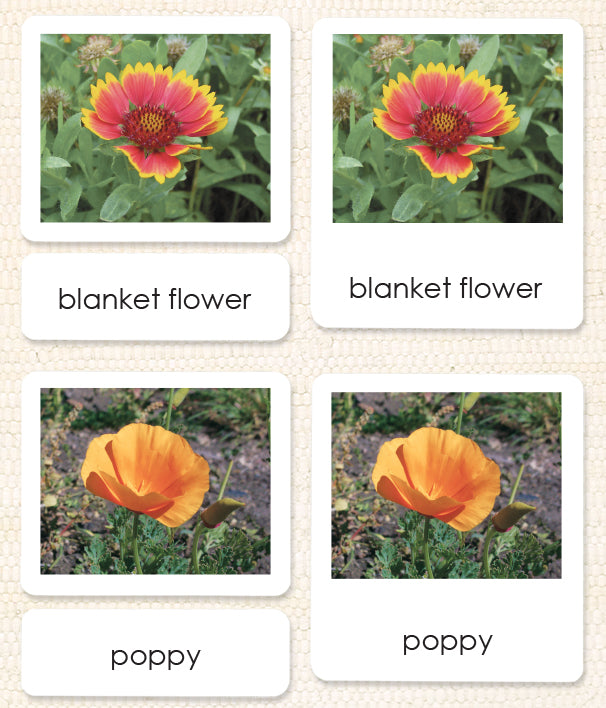 Wildflowers 3-Part Reading - Maitri Learning
