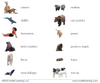 Spanish Mammals 3-Part Cards