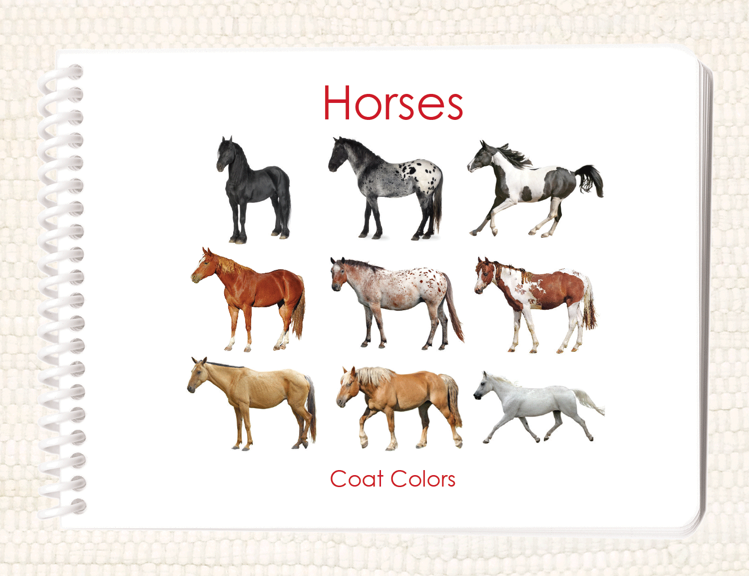 Horse Colors [Book]