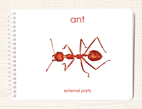 "Parts of" the Ant Book - Maitri Learning