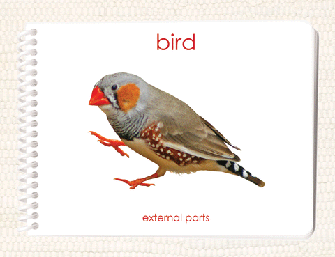 "Parts of" the Bird Book - Maitri Learning
