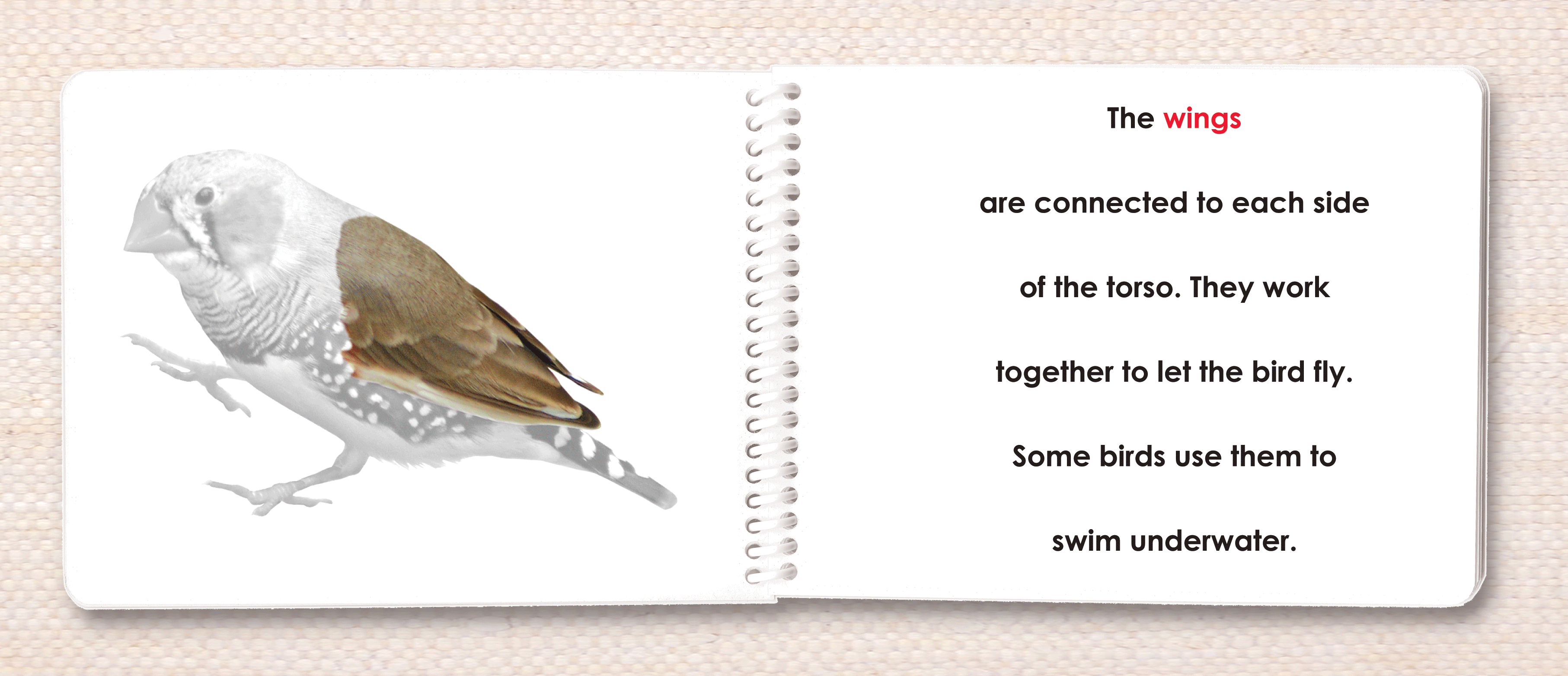 Montessori Bird Definition Cards – Maitri Learning