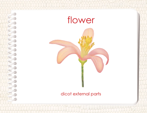 "Parts of" the Flower (Dicot) Book - Maitri Learning