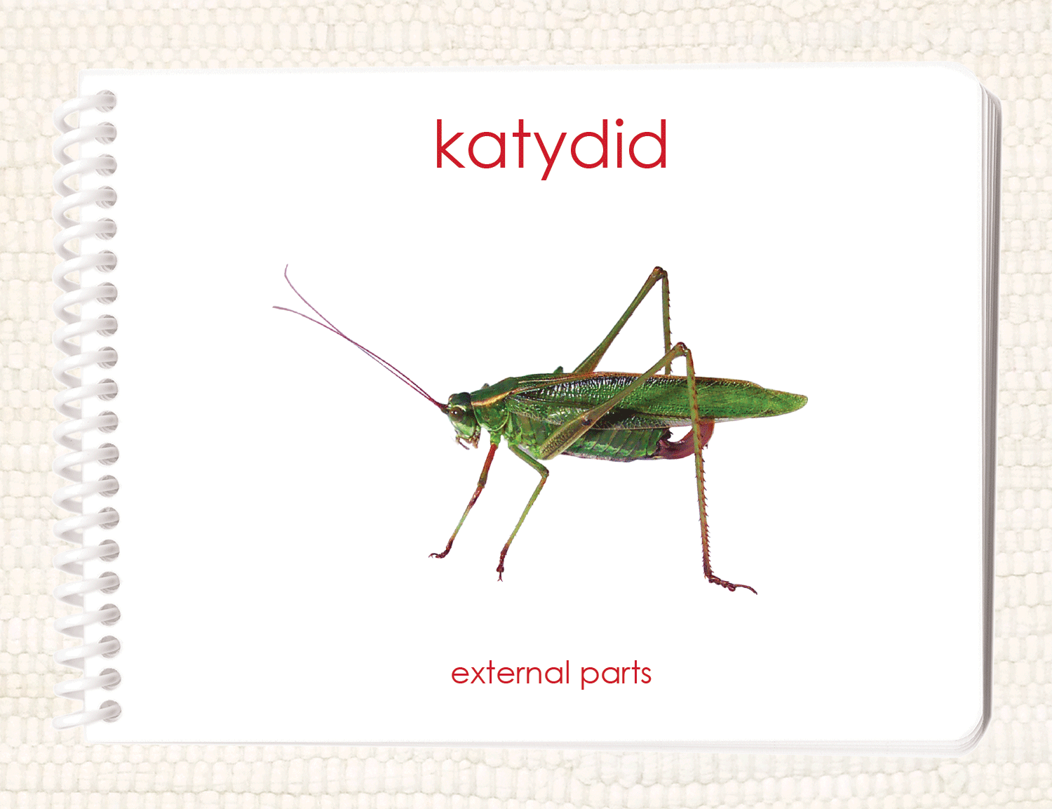 "Parts of" the Katydid (Grasshopper) Book - Maitri Learning