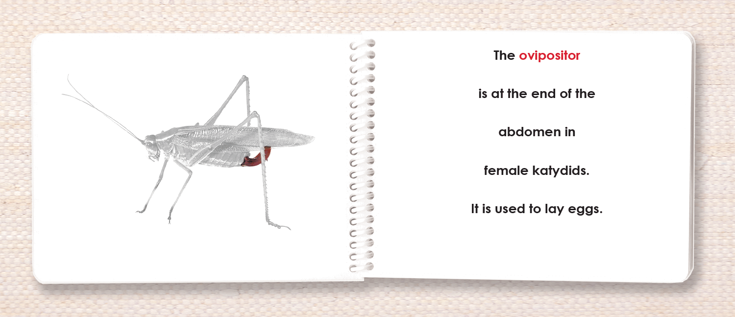 "Parts of" the Katydid (Grasshopper) Book - Maitri Learning
