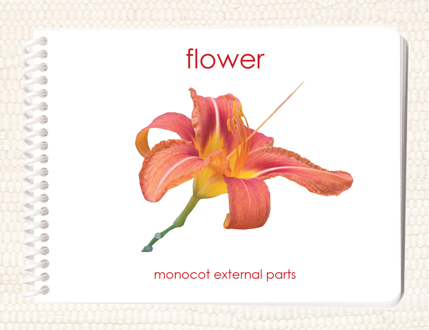 Imperfect "Parts of" the Flower (Monocot) Book - Maitri Learning