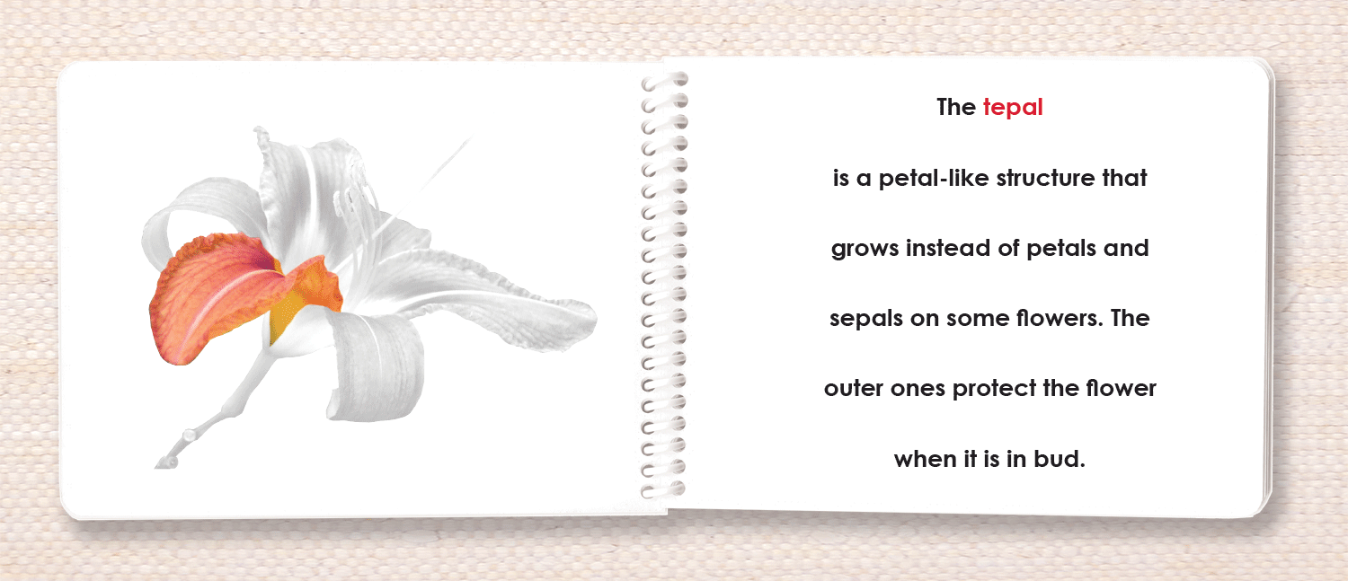 Imperfect "Parts of" the Flower (Monocot) Book - Maitri Learning