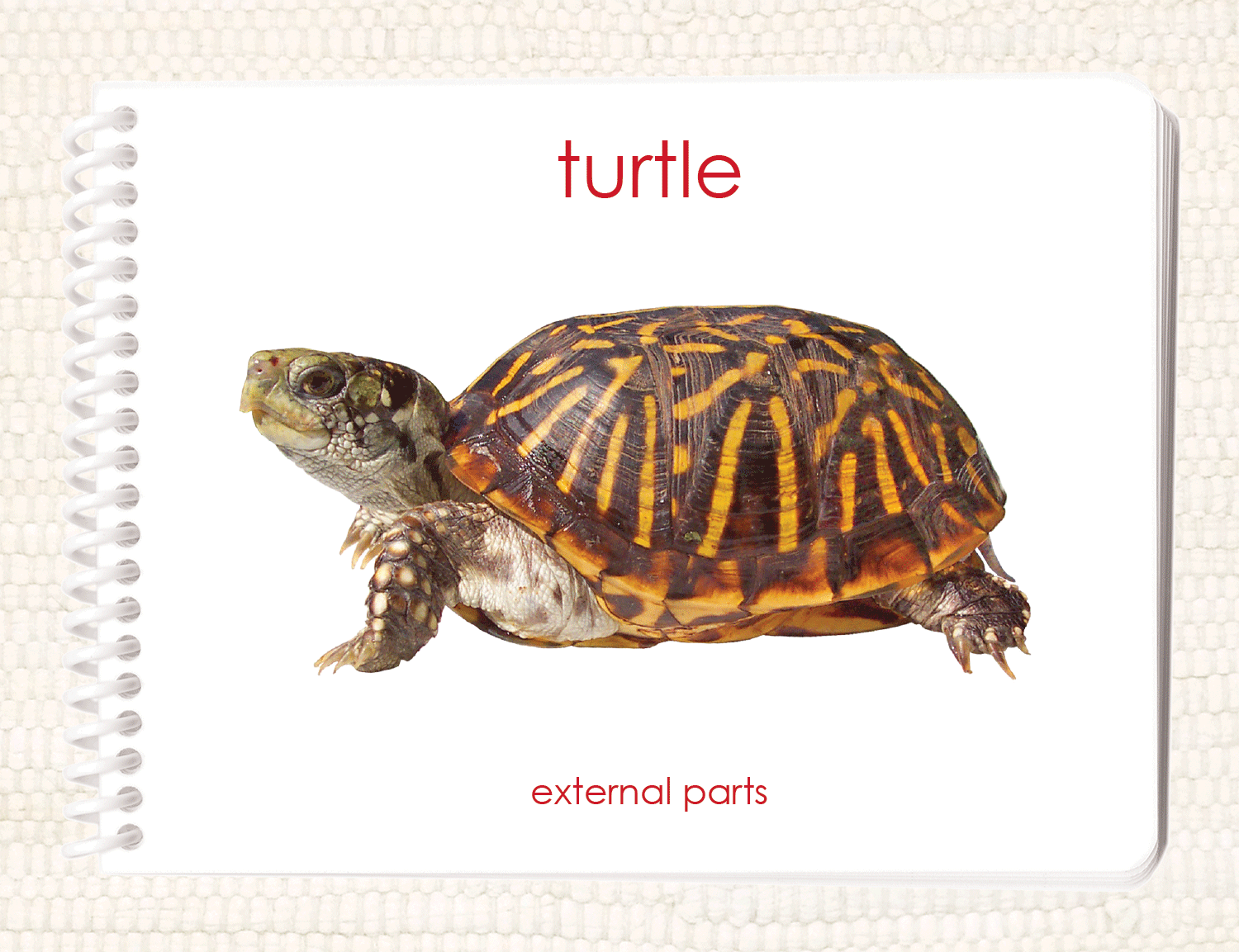 Parts of the Turtle Book – Maitri Learning