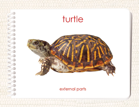 "Parts of" the Turtle Book - Maitri Learning