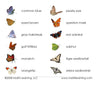 Butterflies Vocabulary