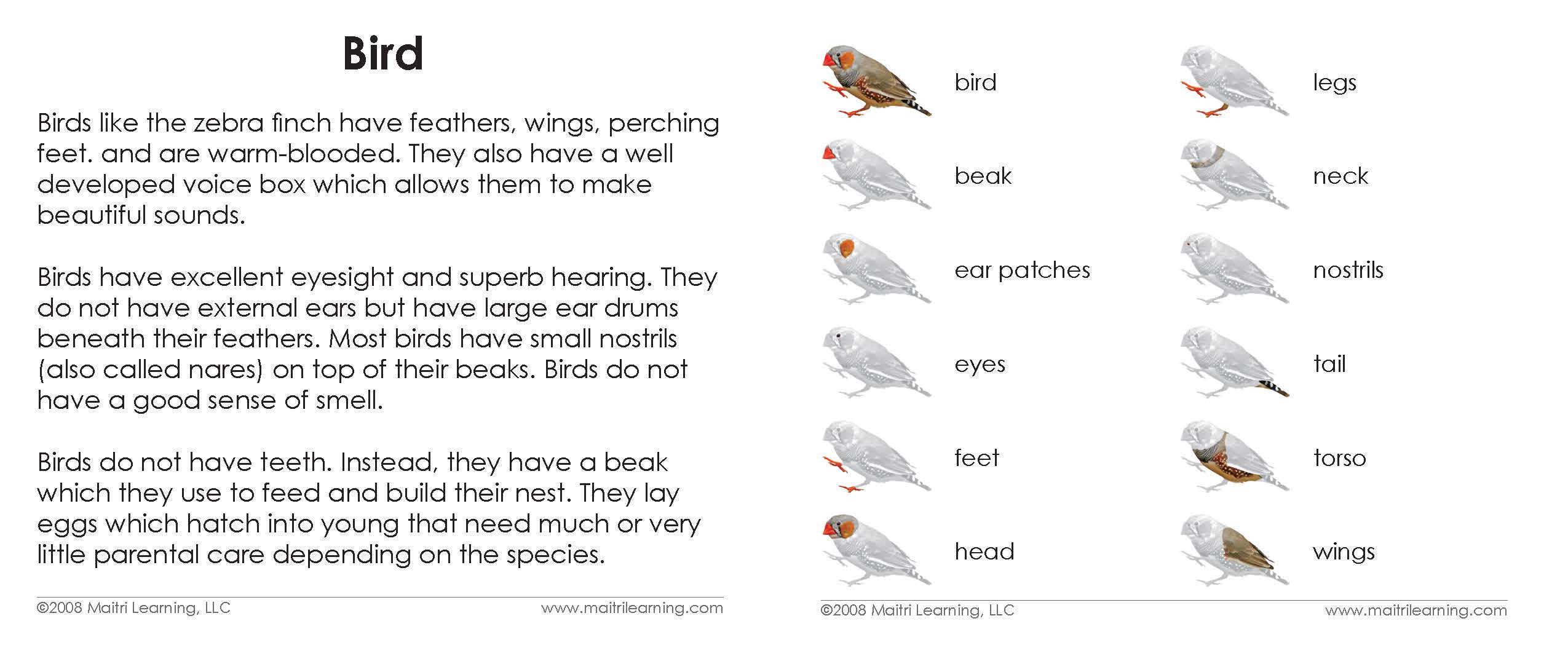Montessori Bird Definition Cards – Maitri Learning