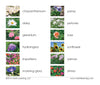 Imperfect Garden Flowers Vocabulary