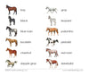 Horses (Coat Colors) Vocabulary