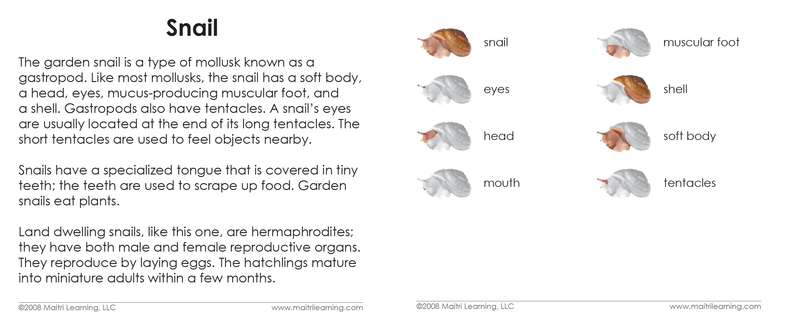 Montessori Snail Definition Cards Maitri Learning