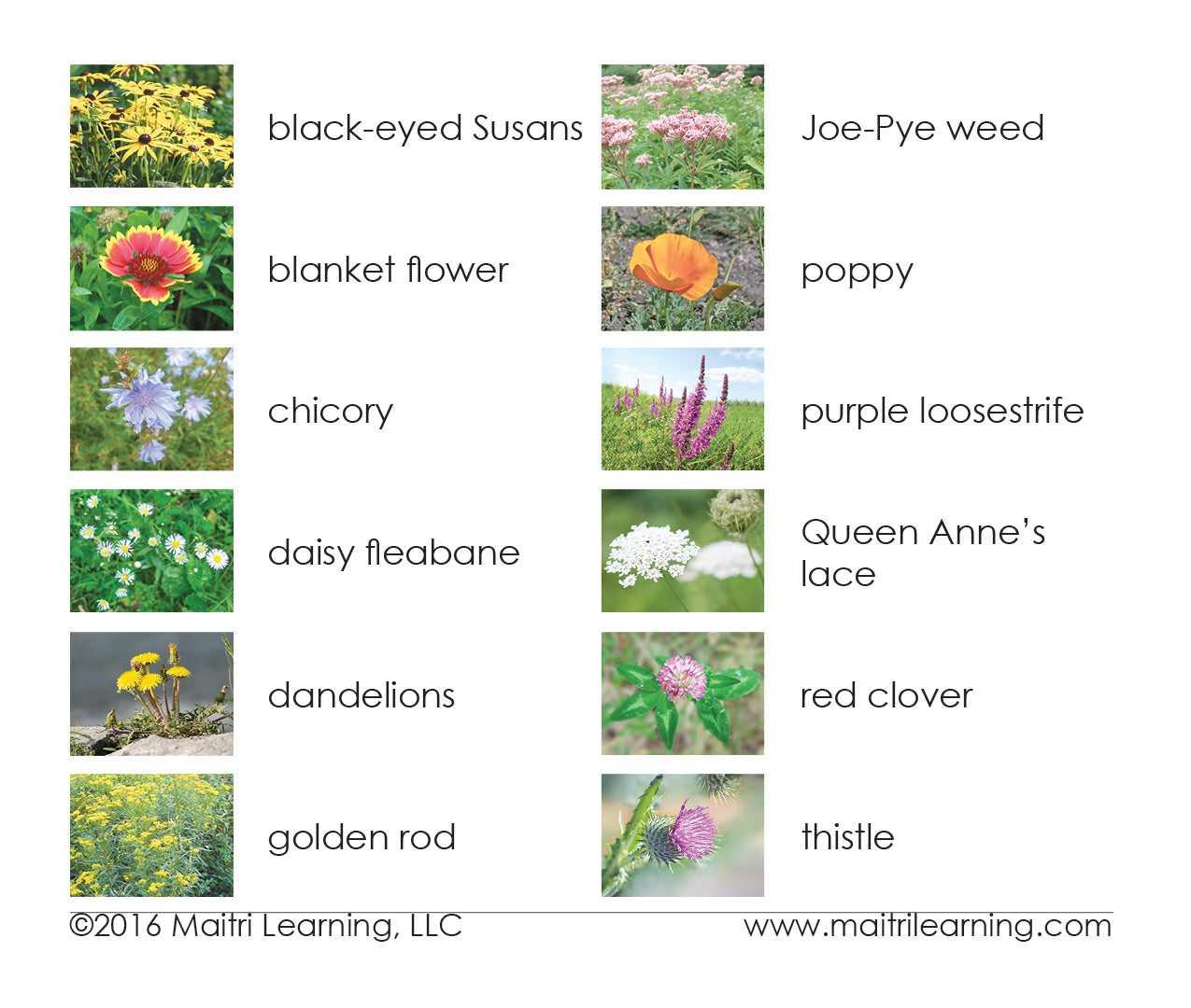 Imperfect Wildflowers 3-Part Reading - Maitri Learning