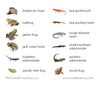 Imperfect Amphibians Vocabulary