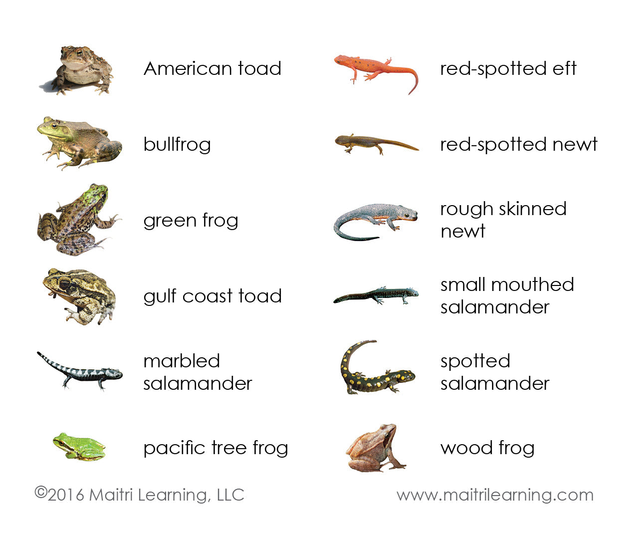 Imperfect Amphibians 3-Part Reading - Maitri Learning