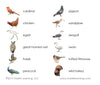 Birds Vocabulary