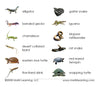 Imperfect Reptiles Vocabulary