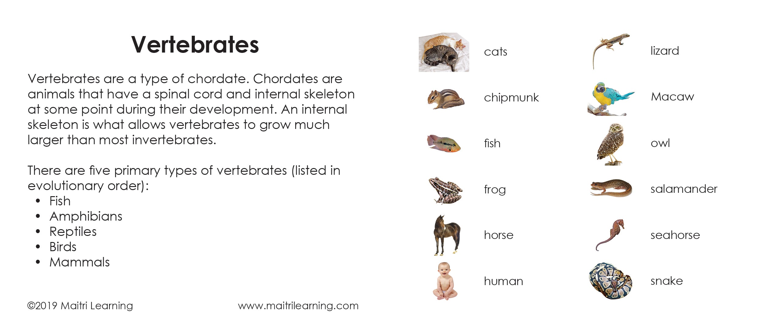 Imperfect Vertebrates 3-Part Reading - Maitri Learning