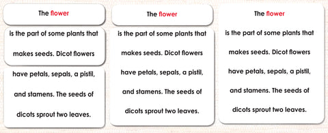 Parts of the Flower (Monocot) Definitions