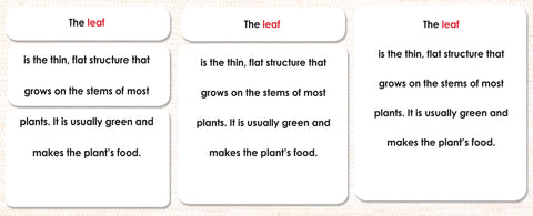 Parts of the Leaf Definitions