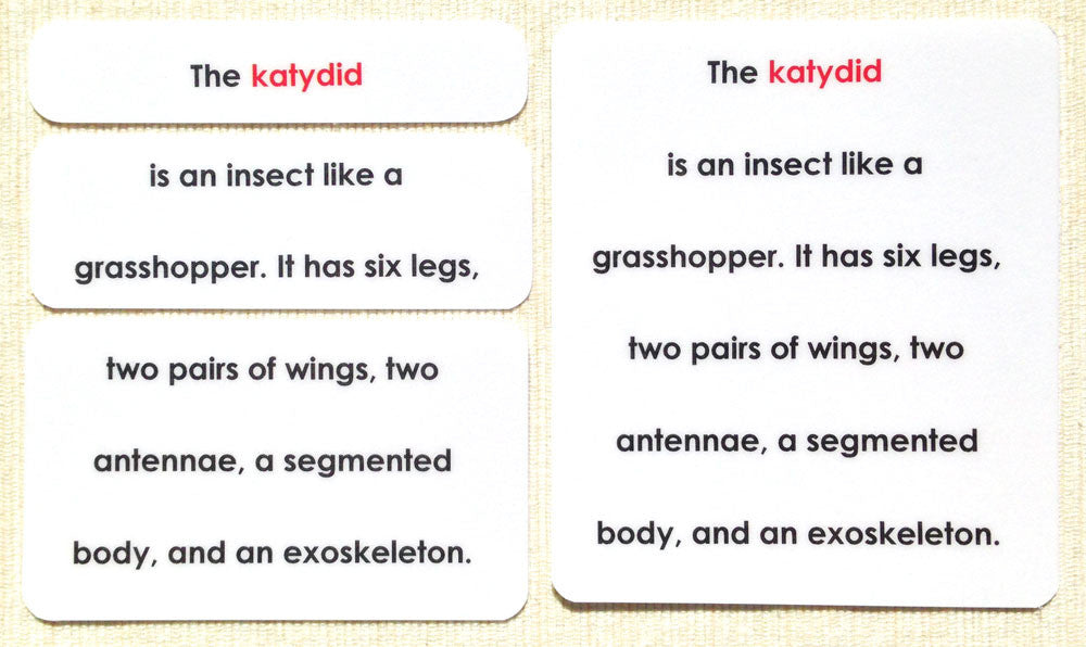 "Parts of" the Katydid (Grasshopper) Definitions - Maitri Learning