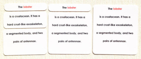 "Parts of" the Lobster Definitions - Maitri Learning