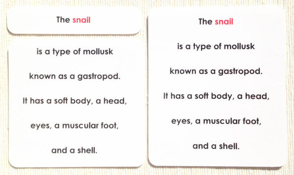 Montessori Snail Definition Cards