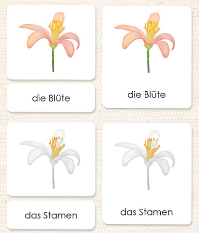 German "Parts of" the Flower (Dicot) 3-Part Reading - Maitri Learning